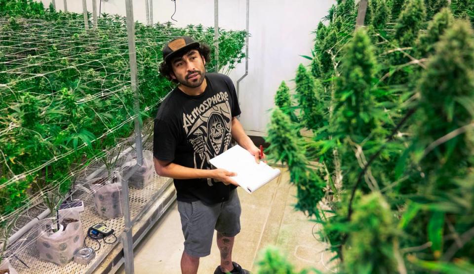 Employee John Mojica of Tacoma checks lighting levels in one of the budding rooms at Royal Tree Gardens cannabis facility in the Nalley Valley District of Tacoma, Washington, on Thursday, Sept. 14, 2023. The industrial area in central Tacoma has seen a boon of growers who aim to put Nalley Valley on the cannabis map.