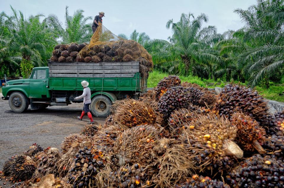 Avoid Palm Oil