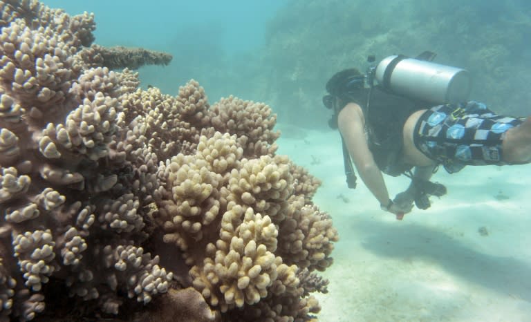 Australia's Great Barrier Reef is under threat from warming sea temperatures, which last year saw swathes of coral succumb to devastating bleaching