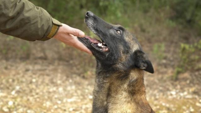 Belgian Malinois Named Most Intelligent Dog After New Study