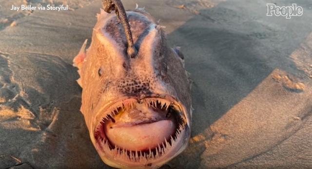 Rare, Menacing-Looking Deep Sea Fish With Needle Sharp Teeth Washes Up on  California Beach