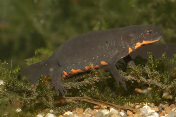 Millions of Chinese fire-bellied newts (<em>Cynops orientalis</em>) are being imported to the United States for the pet trade.