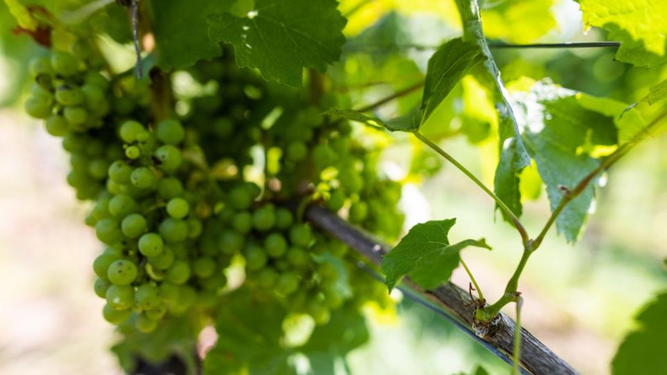 In den deutschen Weinanbaugebieten beginnt die Weinlese.