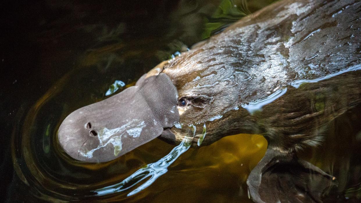  Close-up of a platypus swimming in the water. 