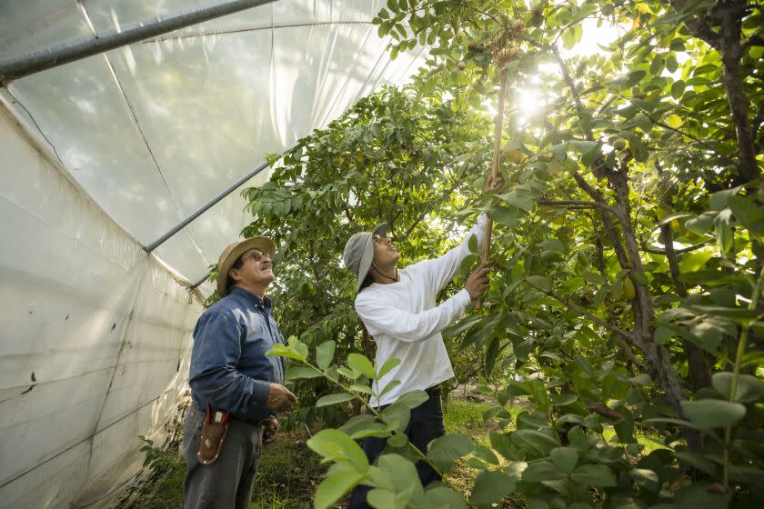 WOODLAKE CA SEPTEMBER 17, 2022 - Manuel Jimenez directs volunteer, Tim Diaz, in how to pick guavas at the Woodlake Botanical Garden. Manuel and Olga Jimenez have been rabble-rousers in the Central Valley since the days of the Delano grape strikes, when they would paint UFW murals and clash with a then all-white city council. They're still shaping their community of Woodlake, a small farm town in the Sierra foothills. They run a mile-long agricultural botanical garden where many youth volunteer (the high schoolers get community service credit). The youngsters are learning about everything from patience to drought to their history …by just being around Manuel and Olga, as they all work together.