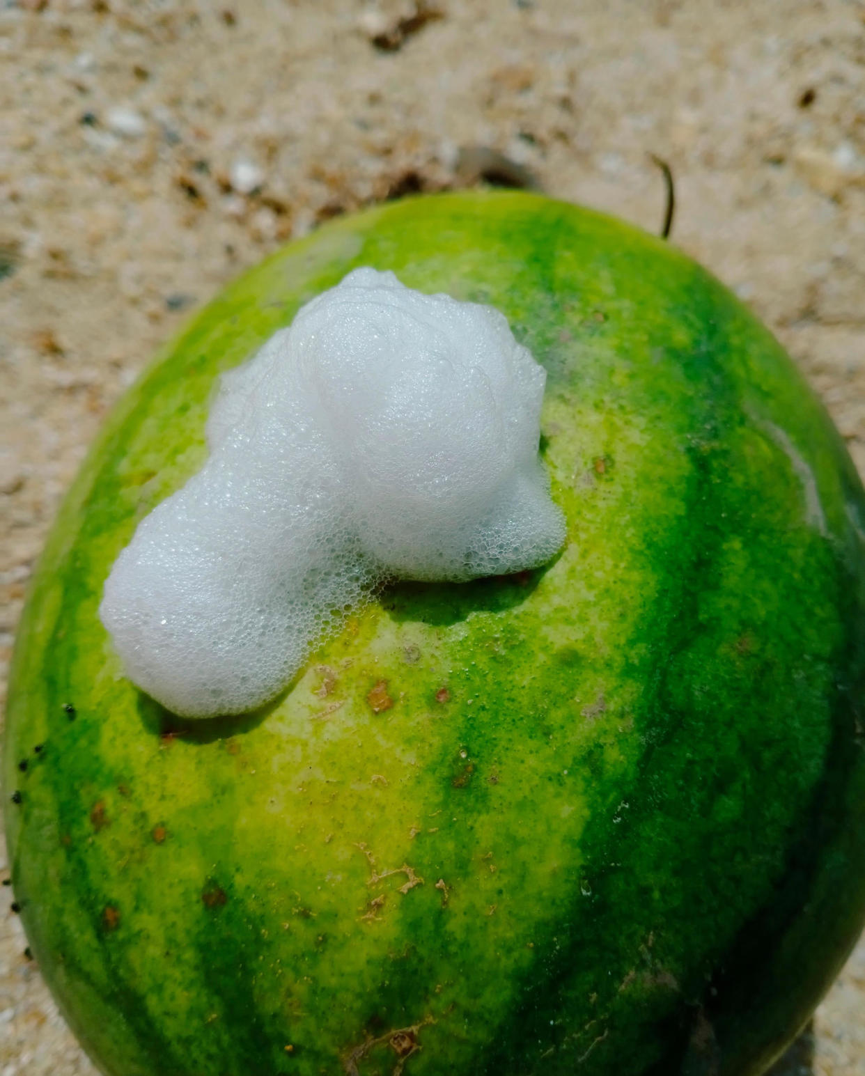 watermelon oozing (Shutterstock )