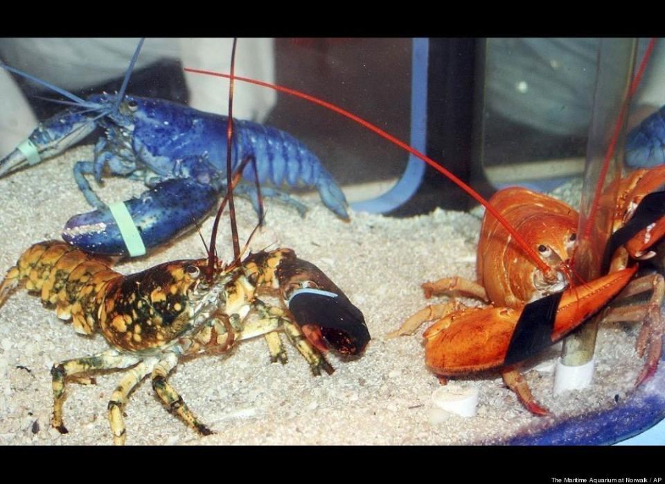 The odds of seeing these three together are roughly 1 in 900 quintillion -- but a series of timely donations has allowed Connecticut's Maritime Aquarium to put together one of the most unusual lobster displays ever. While the blue lobster is a 1 in a million catch, the orange and calico are even rarer -- with the odds of finding them roughly 1 in 30 million.