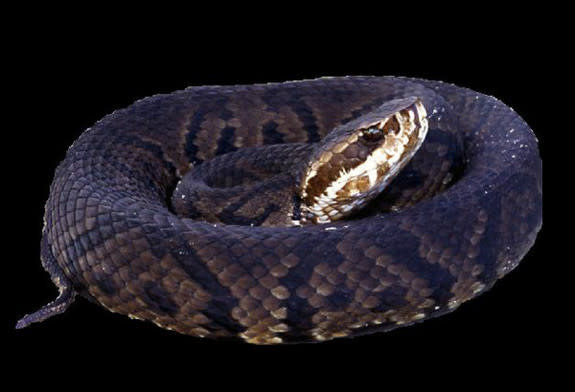 A new study found many snakes, primarily cottonmouths like the cottonmouth moccasin (shown here), carry a deadly brain-swelling virus that has caused 2 deaths in Vermont. [<a href="http://www.livescience.com/11280-snakes-world.html" rel="nofollow noopener" target="_blank" data-ylk="slk:More Snake;elm:context_link;itc:0;sec:content-canvas" class="link ">More Snake</a>