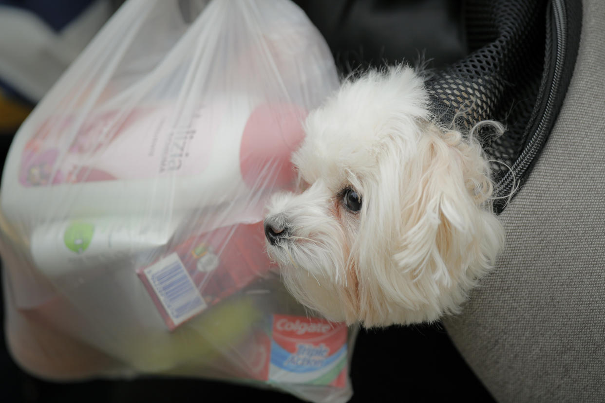 A puppy peers from a pet carrier.