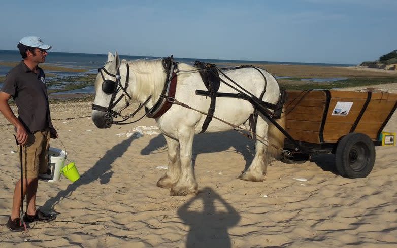 Horses are being used to pull carts to collect rubbish from beaches in western France - AFP