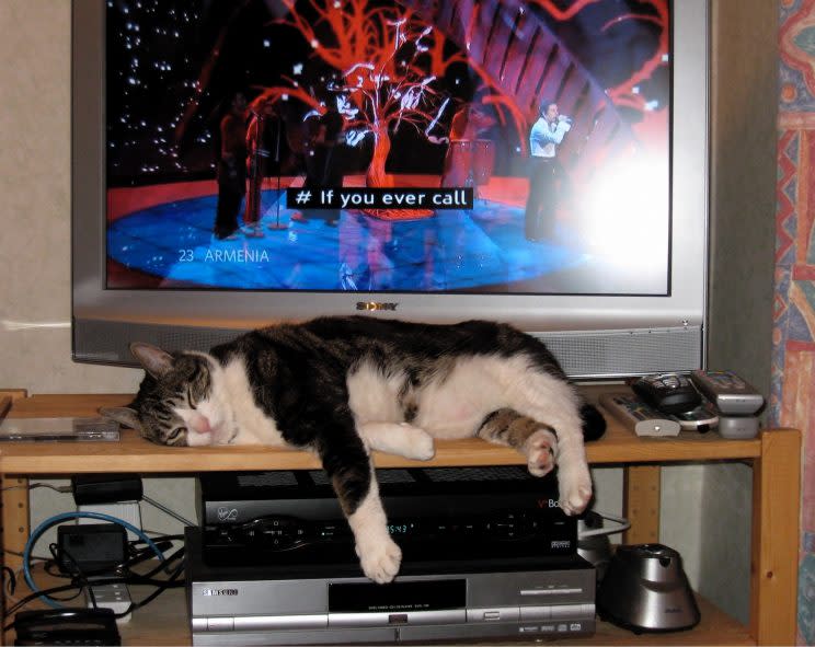 A cat on a TV