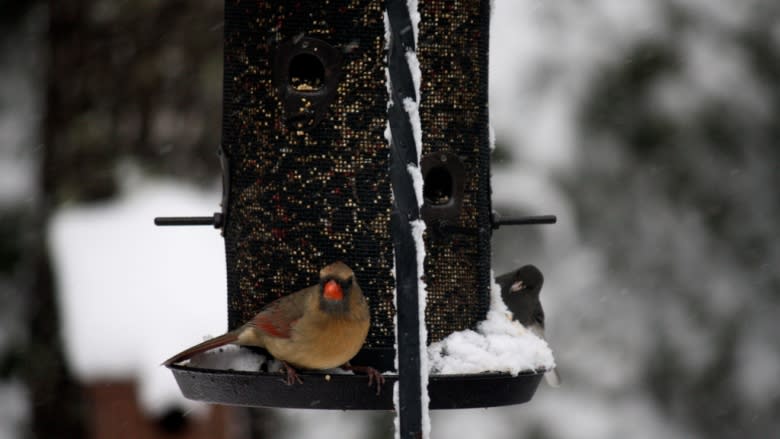 4 ways to help your feathery friends get through the rest of winter