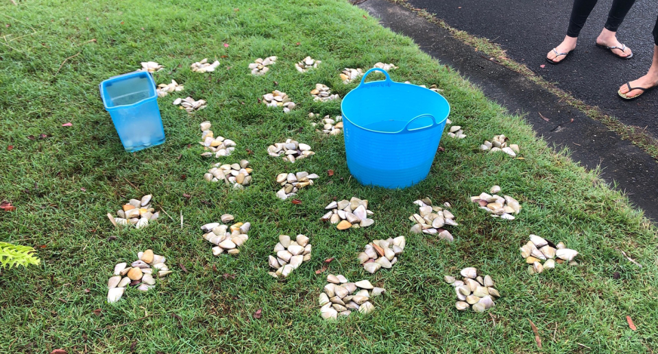 $800 in fines were issued by NSW Fisheries after the pipis were discovered. Source: NSW DPI