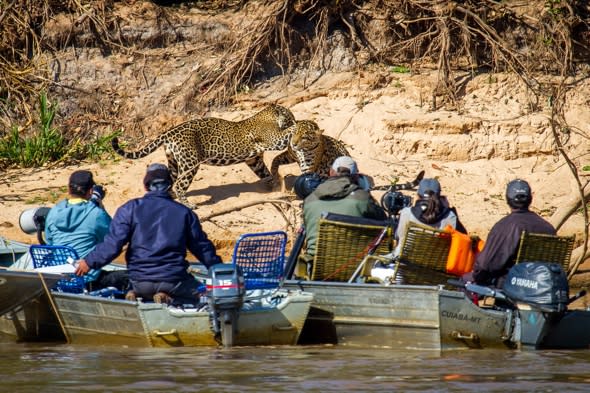 Tourists get too close to jaguars fighting on beach in Brazil