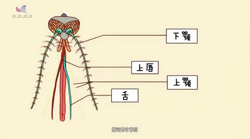 蚊子吸血比醫院抽血複雜。（圖／翻攝自人民日報微博）