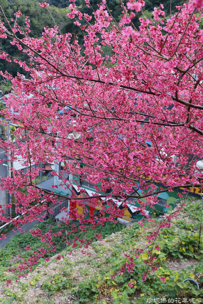 屏東霧台賞櫻