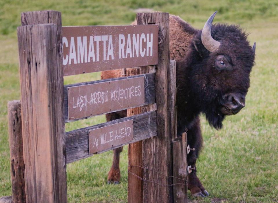 Bison graze at the Camatta Ranch next to Highway 58 west of the Carrizo Plain on April 1, 2017. This bull had an itch that the sign was happy to assist with.