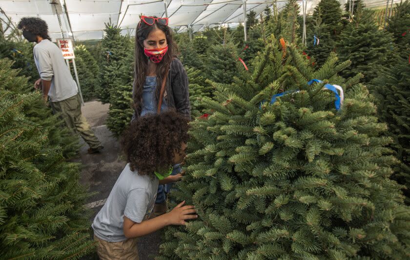 Sherman Oaks, CA - December 02, 2021: Nicole Weatherall looks on as her son Fox, 6, smells a Christmas tree for sale at Santa & Sons Christmas Trees in Sherman Oaks. At left is her husband, Adam Weatherall. They are from North Hollywood. (Mel Melcon / Los Angeles Times)