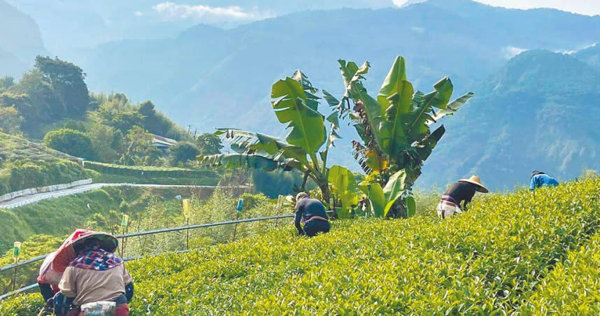 目前早收清單中，銷陸金額較高為茶葉，一旦中止，外界擔心恐影響茶農收益。（圖／中新社）