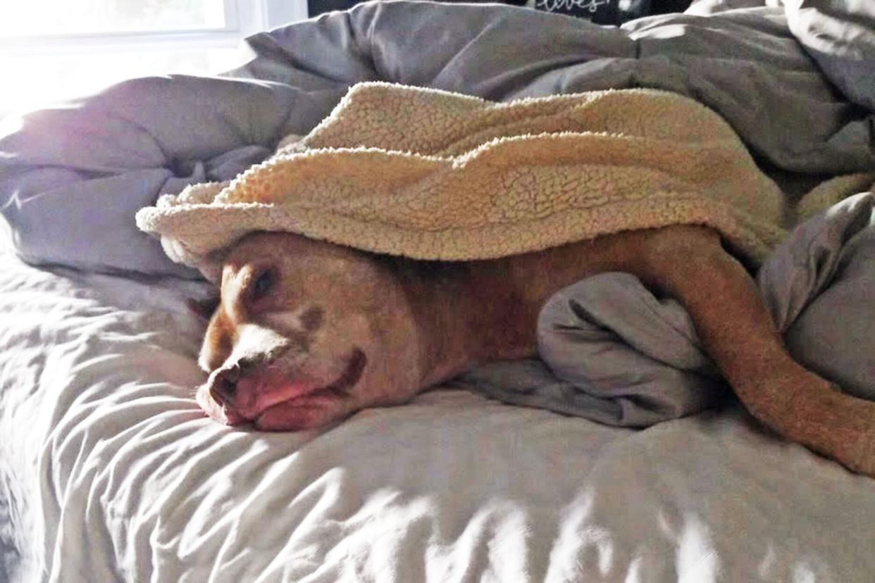 dog tucked in bed with lots of blankets, is adopted