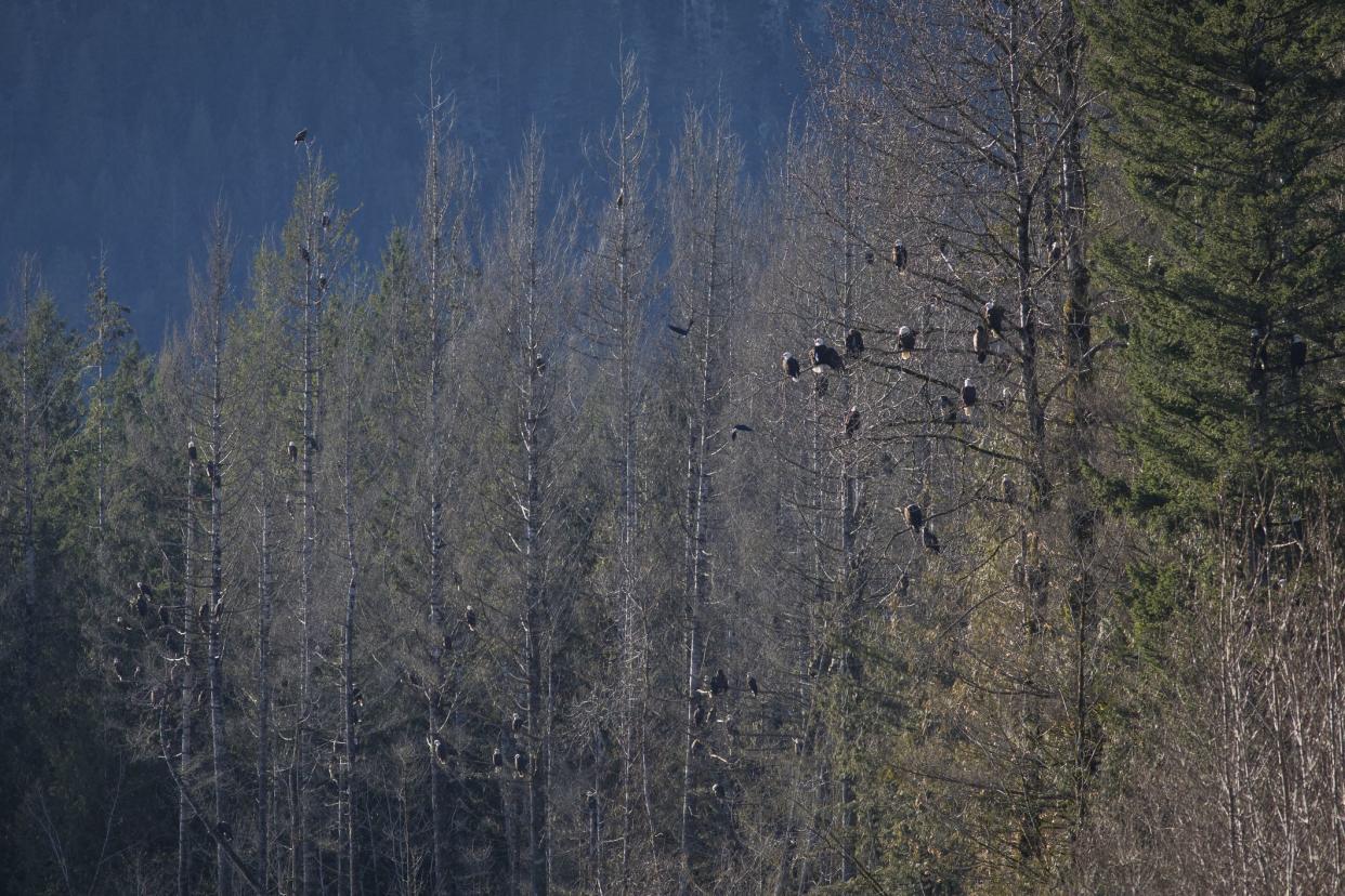 Bald eagles near Squamish, Canada.