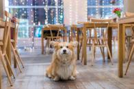 The best dog friendly restaurants in London