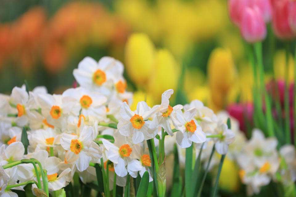 <p> Flowers are thin on the ground during January to March. Planting bulbs will bring a mass of early color with a low price tag. So, as part of your cheap garden ideas, buy multi-packs in early autumn. Choose bulbs that feel plump and firm, and set aside an afternoon to plant up borders and containers.&#xA0; </p> <p> Plant daffodils, crocuses and hyacinths by the end of September, lilies, alliums and crocosmia in September/October, and tulips in November. You can find out innovative ideas for how to plant daffodil bulbs in our guide.&#xA0; </p> <p> Plant the bulbs two to three times their own depth, two bulb widths apart, with the pointy side upwards. If you&apos;re putting bulbs in pots, mix the soil with a handful of horticultural grit, and water well after planting.&#xA0; </p> <p> Prevent squirrels and mice from uprooting them by putting chicken wire over the top of pots (remove when they start to sprout).&#xA0; </p>