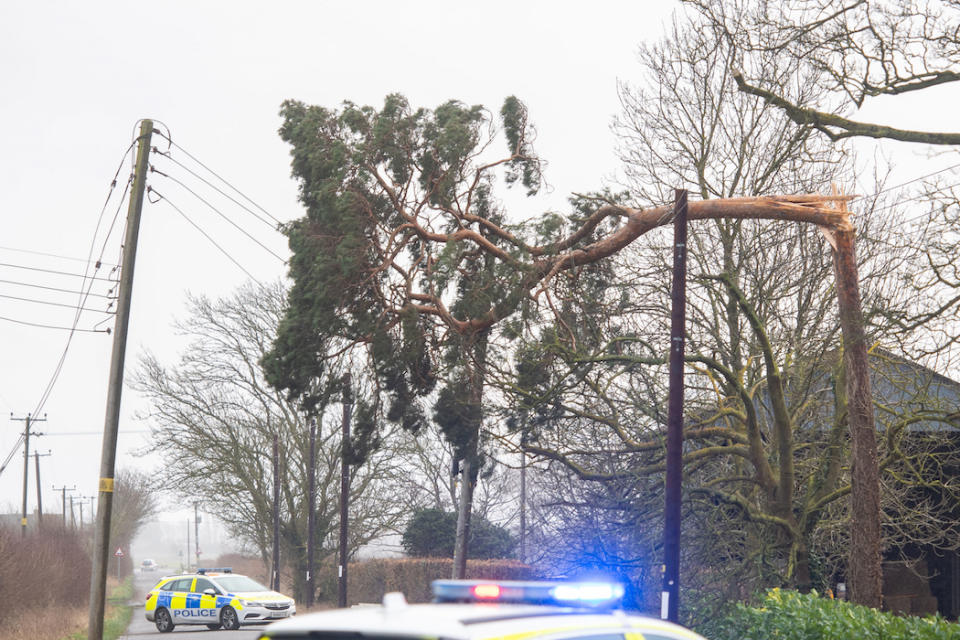 A fallen tree on power lines in Newborough near Peterborough, as Storm Ciara hits the UK. (PA)