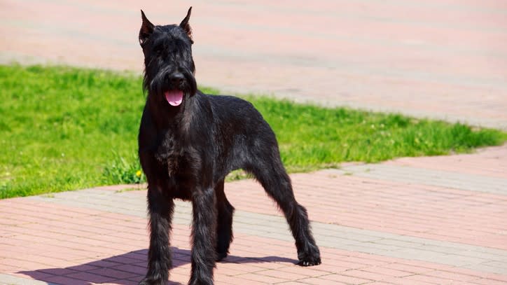 best guard dog breeds