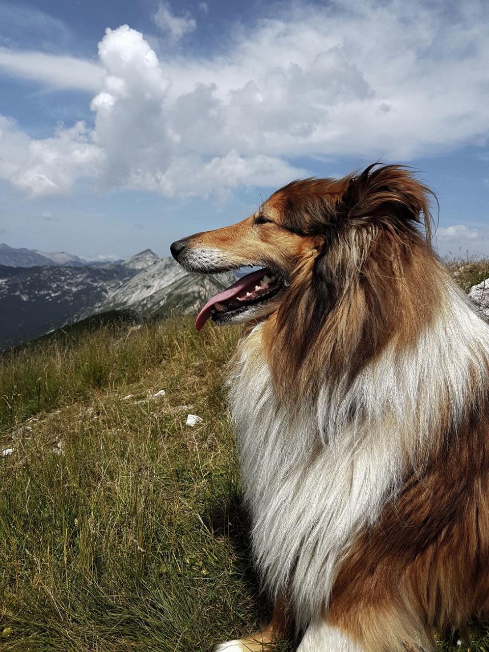 Rough Collie