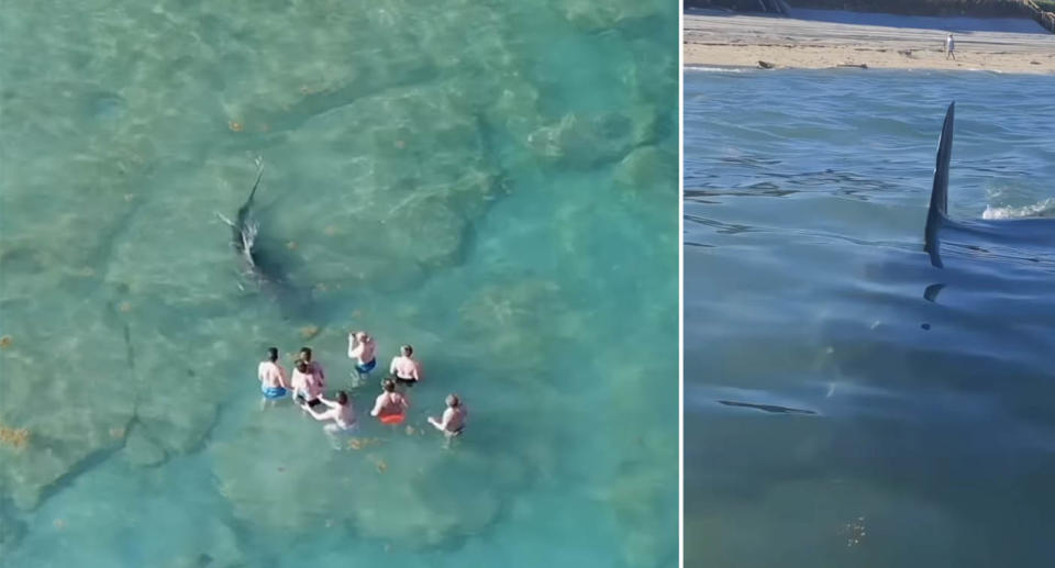 A large dorsal fin of a great hammerhead shark cuts the surface of the water 