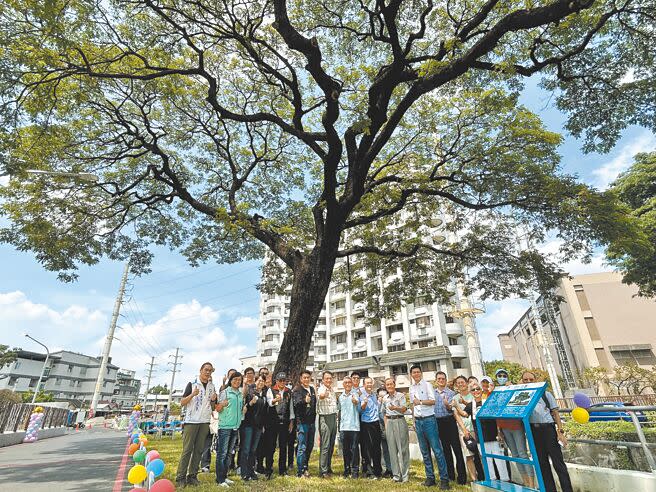 隨著工程完工，屏東大學21日請來樹醫師為老樹健檢，確定重生的雨豆樹健康無虞。（謝佳潾攝）