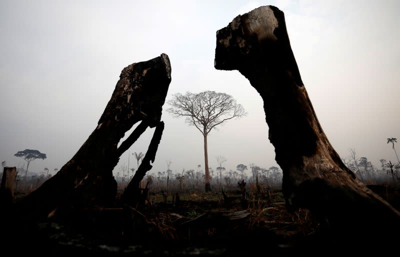 Pictures of the Year: Fires in the Amazon: a barrier to climate change up in smoke