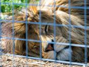 Heute leben die Tweedys auf einem riesigen Areal, nur einen Katzensprung von gefährlichen Raubtieren entfernt. (Bild-Copyright: Laura Dale/Caters New Agency)