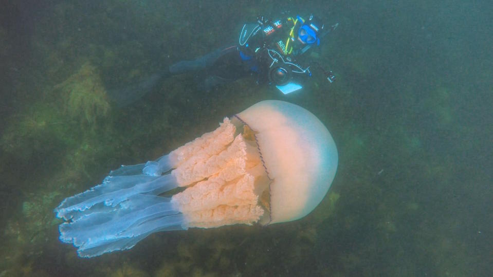 The jellyfish was as big as a person (Diver: Lizzie Daly/Picture: Dan Abbott)