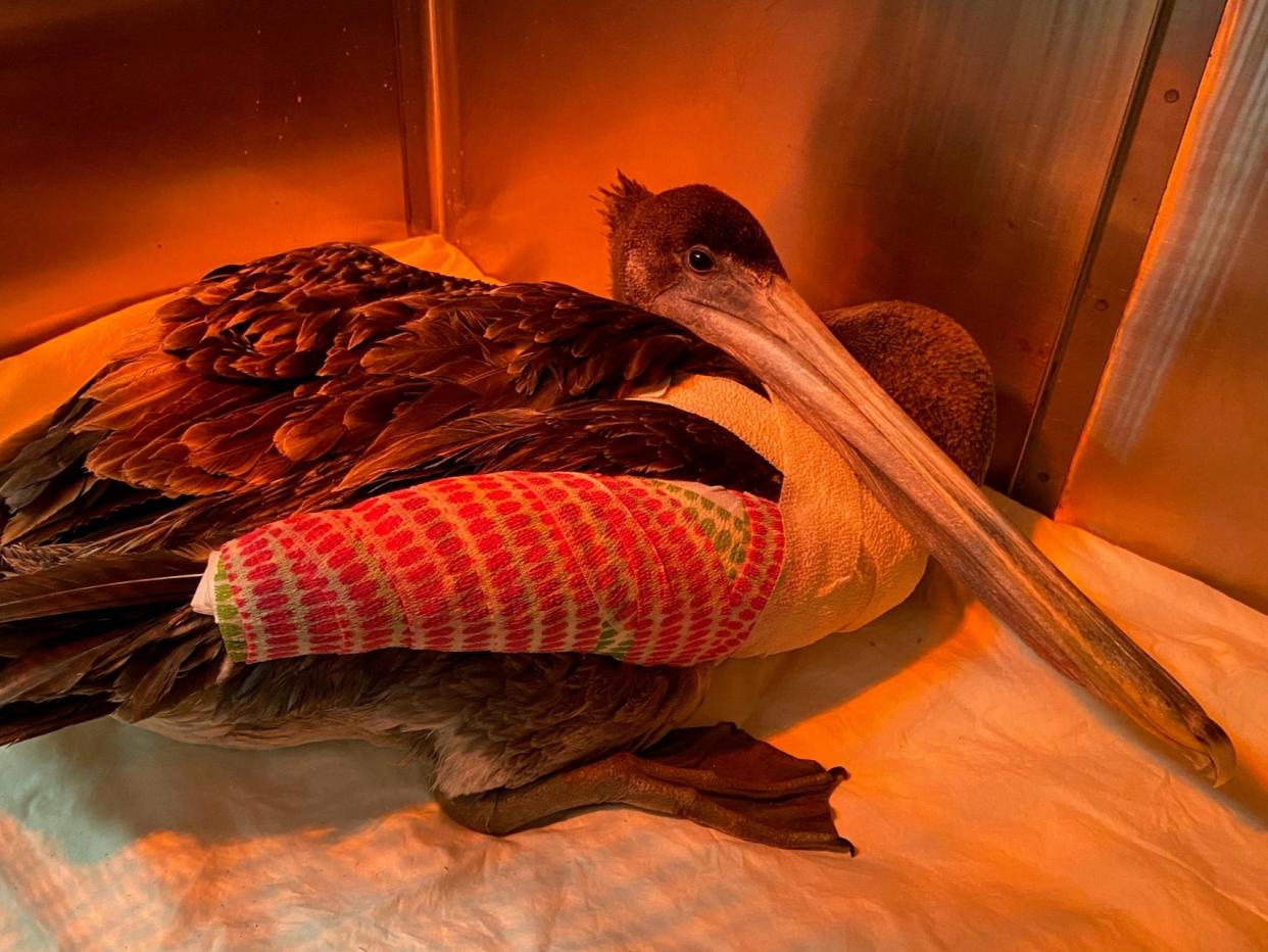 A total of 32 injured pelicans have been found so far by the Wetlands and Wildlife Care Center (Wetlands and wildlife care center)