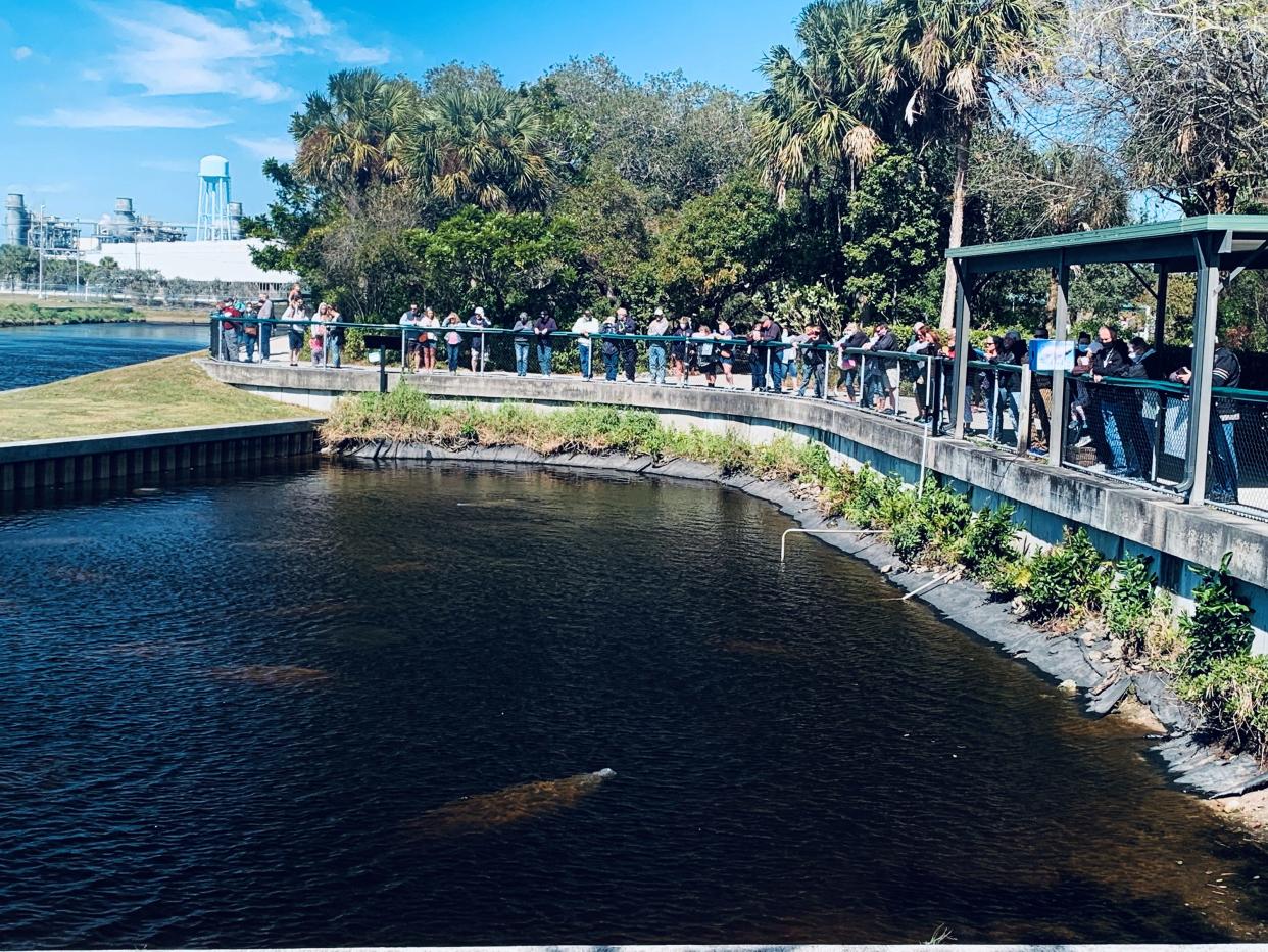 Participants have the opportunity to see manatees with the weather bringing cooler water temperatures to the area.