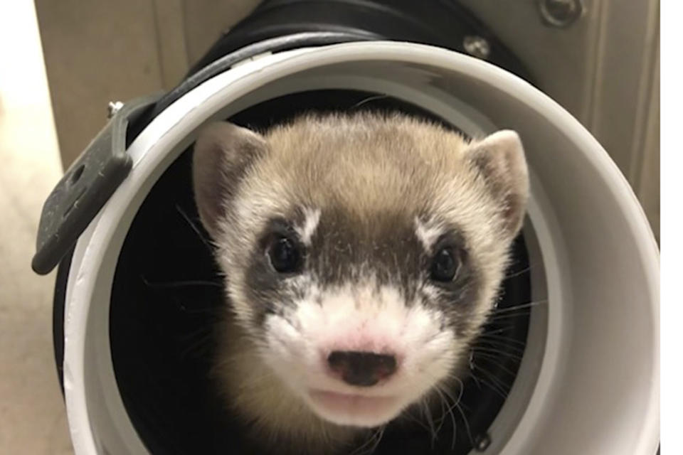 Fotografía facilitada por el Servicio Federal de Pesca y Vida Silvestre de Estados Unidos (FWS por sus siglas en inglés) de Elizabeth Ann, el primer hurón de patas negras clonado y la primera especie en peligro de extinción de Estados Unidos clonada, a los 48 días de nacida el 27 de enero de 2021. Los científicos clonaron el hurón a partir de los genes de un animal que murió hace más de 30 años. Esperan que el depredador furtivo y sus descendientes mejoren la diversidad genética de una especie que alguna vez se pensó extinta, pero que fue criada en cautiverio para ser reintroducida con éxito en la naturaleza. (Servicio Federal de Pesca y Vida Silvestre de Estados Unidos vía AP)