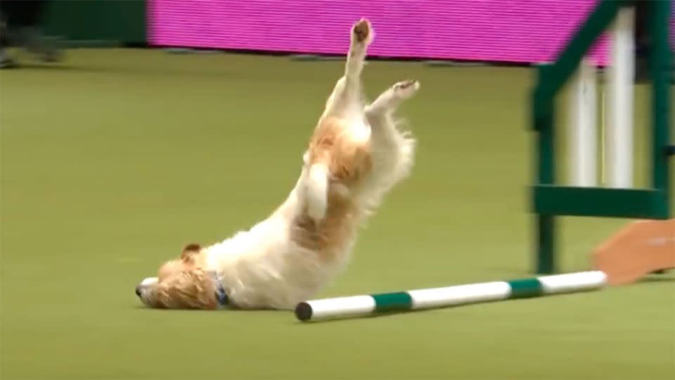 The exciteable pooch took a nasty tumble. Source: YouTube