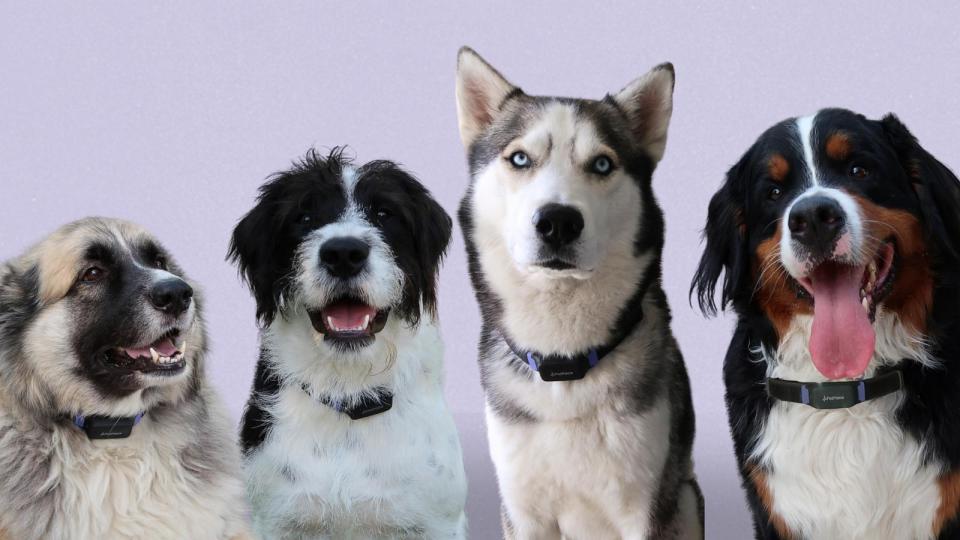 PHOTO: Researchers say a wearable device placed on dog collars could help predict earthquakes by measuring physiological changes in dogs.  (PetPace)