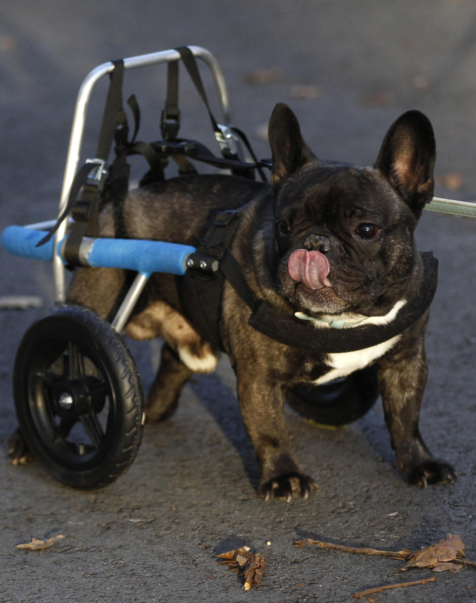 French bulldog Billy stands while wearing his medical roll car. REUTERS/Ina Fassbender