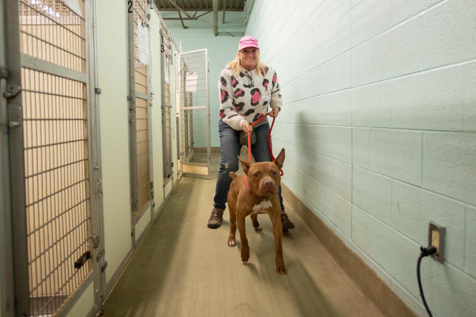 Lead volunteer Kim Rauffauf takes Rebel out for a walk at the Maury County Animal Shelter in Columbia, Tenn., on Friday, Jan. 28, 2022.