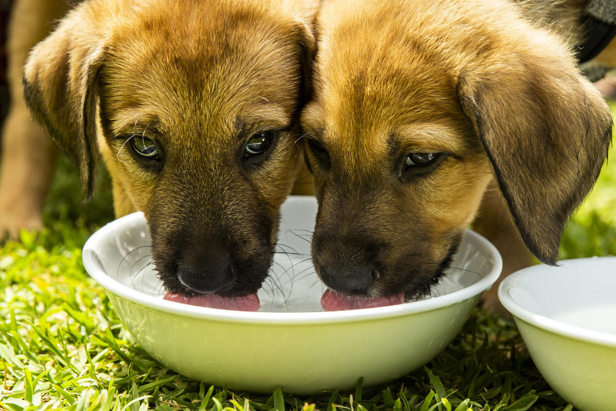 SYDNEY, AUSTRALIA - OCTOBER 22: Rescue puppies Charlie (L) and Ivan are seen during a press conference at Parliament House on October 22, 2020 in Sydney, Australia. The NSW Government has announced the creation of a Puppy Factory Taskforce within the RSPCA to help stop the illegal breeding of puppies. The new Taskforce will consist of six RSPCA inspectors who will spend their time inspecting breeding facilities across the State to ensure they meet the NSW Government's animal welfare requirements. (Photo by Jenny Evans/Getty Images)