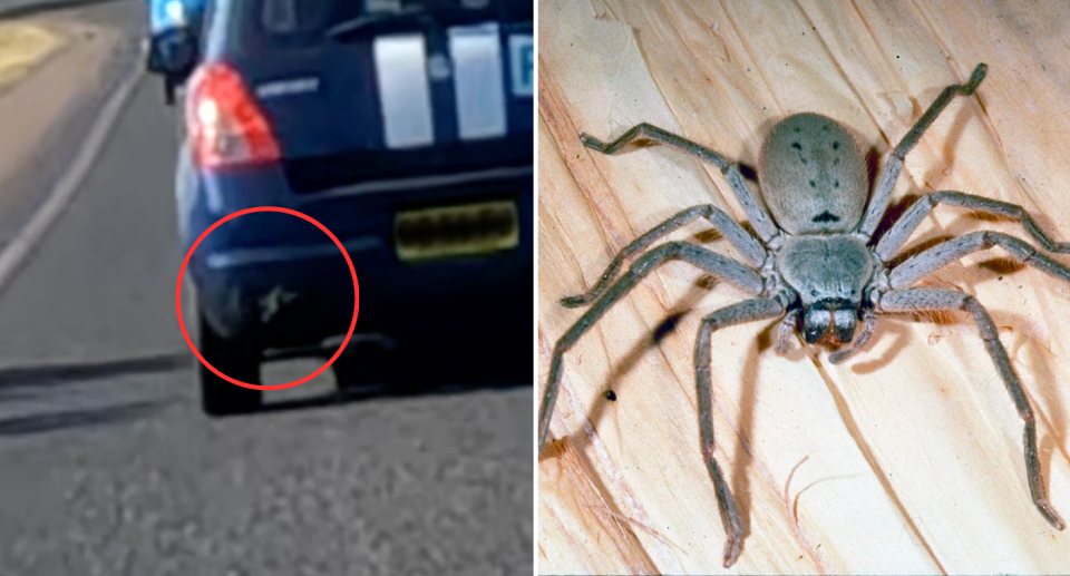 Left: A red circle highlights the huntsman spider on the back bumper of a blue car. Right: A huntsman spider close-up. Source: Reddit / Australian Museum