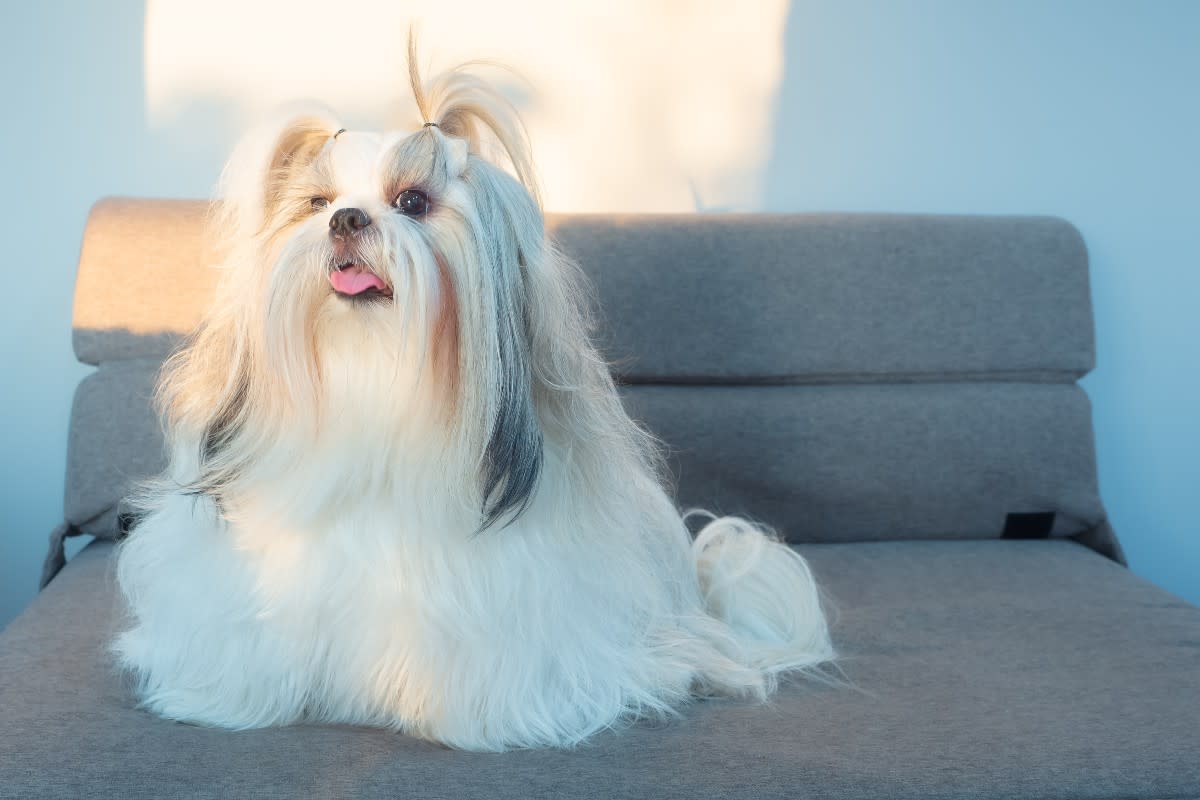 A Shih-Tzu sitting on a stylish chair<p>TongTa25 via Shutterstock</p>