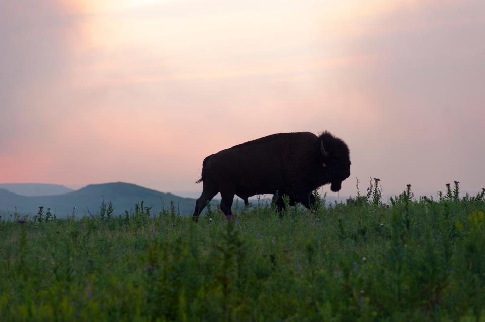 A bison roams the Konza Prairie Tallgrass Preserve in Riley County.