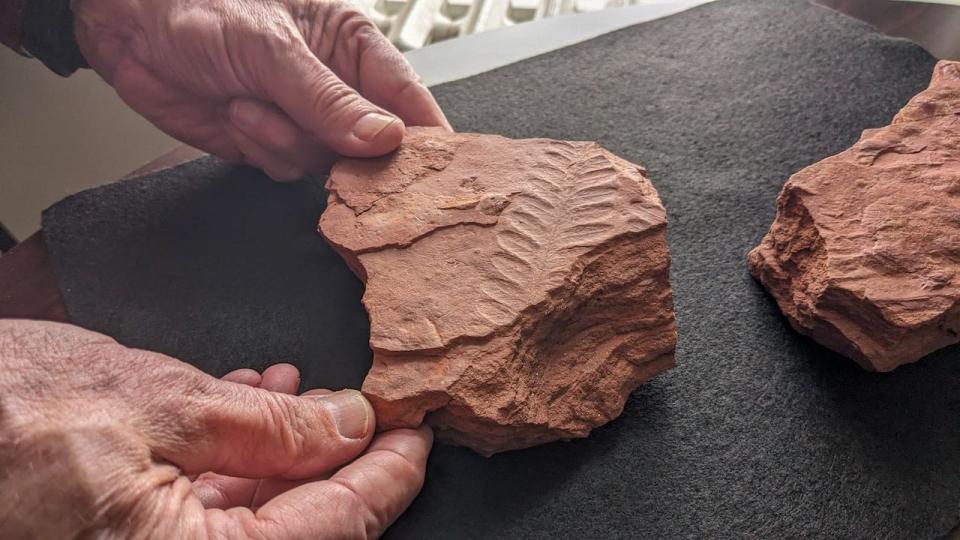 John Calder holds a fossilized fern discovered on Prince Edward Island. 