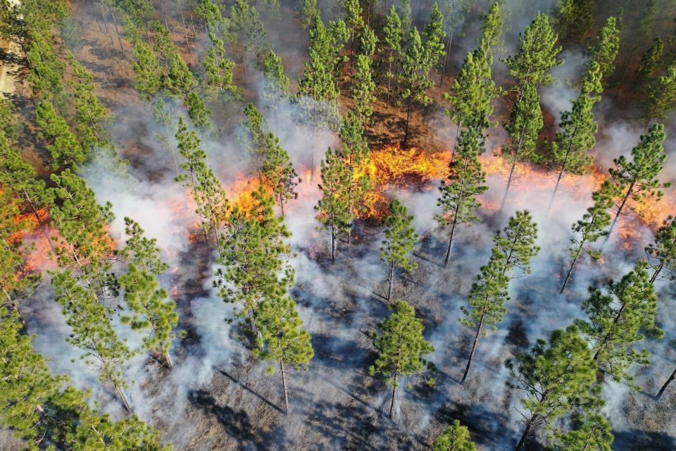 In a photo provided by the Nature Conservancy, a prescribed fire sweeps through longleaf pines in 2019 at the Nature Conservancy's Calloway Preserve near Fort Bragg, N.C. An intensive effort in nine coastal states from Virginia to Texas is bringing back longleaf pines -- armor-plated trees that bear footlong needles and need regular fires to spark their seedlings’ growth and to support wildly diverse grasslands that include carnivorous plants and harbor burrowing tortoises. (Margaret Fields/The Nature Conservancy via AP)