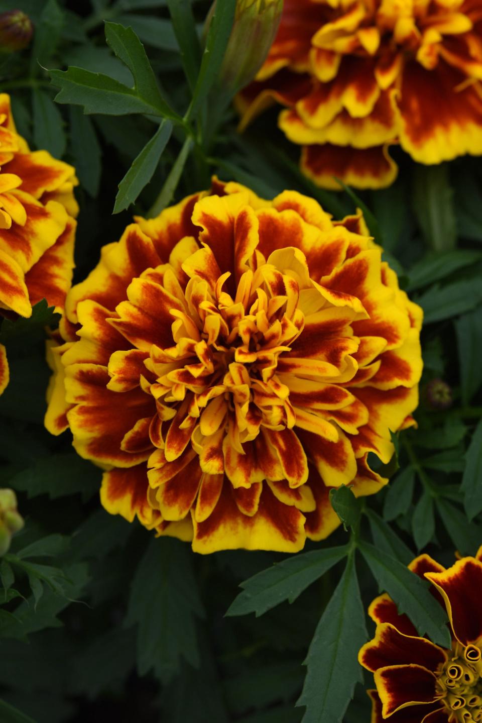 The Bonanza Bee marigold is a beautiful, deer-resistant flower.