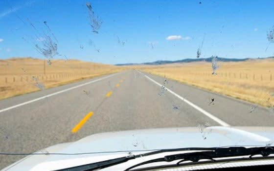 The ‘windscreen phenomenon’ of splattered bugs on car windows has seen numbers fall by 50 per cent in 15 years